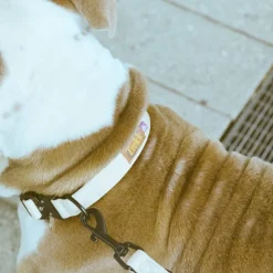 Trekk Dog Collar